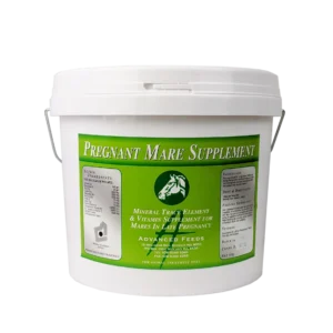 Advanced Pregnant Mare