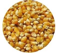 Whole Maize 25kg