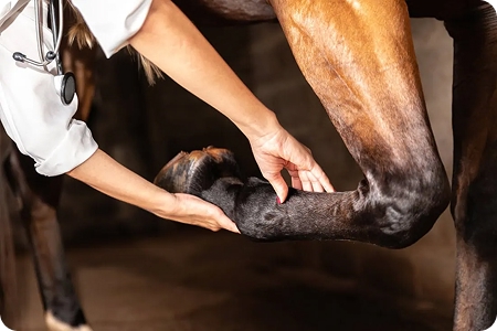 Hoof & Joint Support